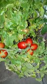 Indoor Tomato Plants 1
