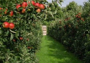 Apples in the garden