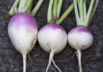 Roasted Turnips With Herbs & Feta